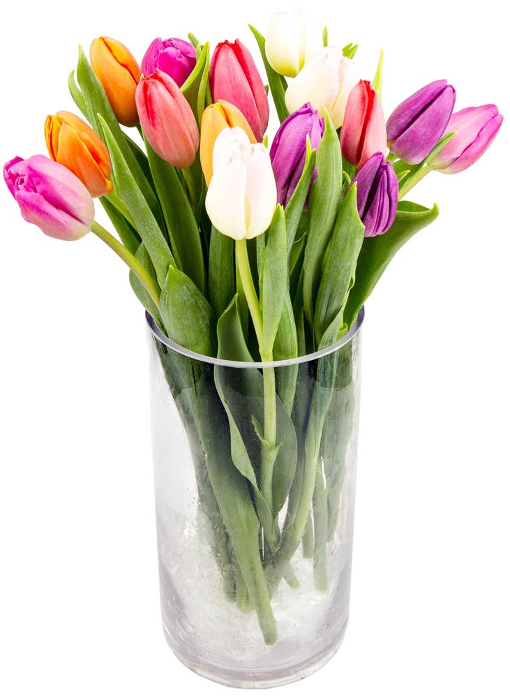 FreshFlowers Tulipaner Miks