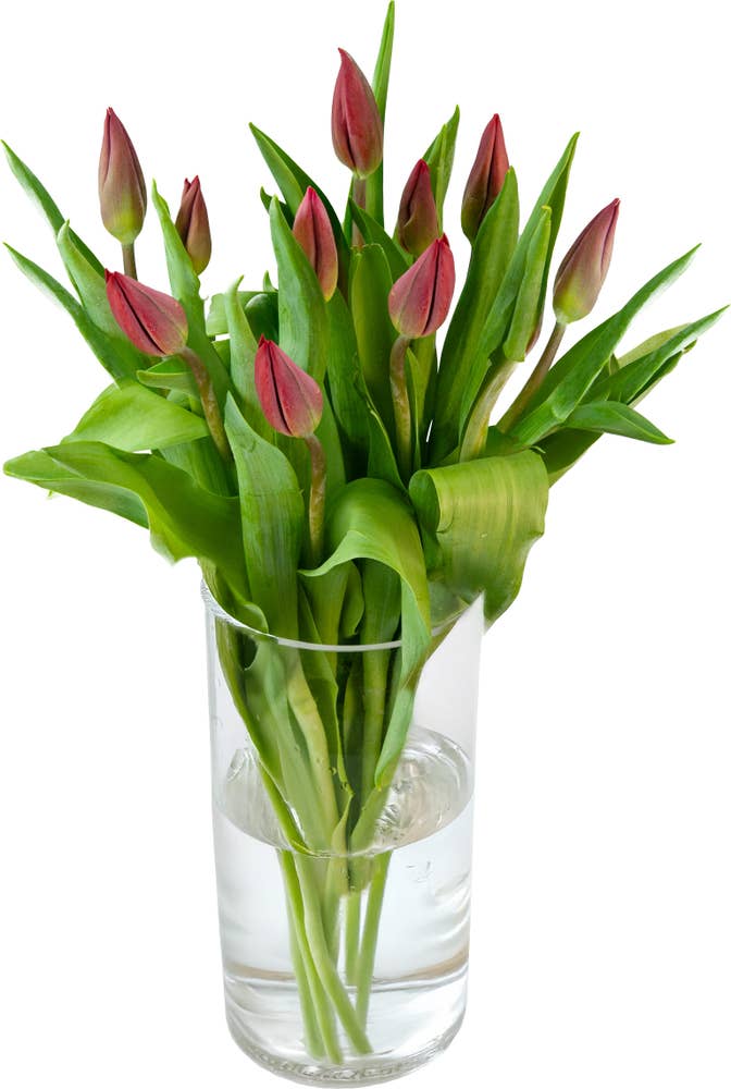 FreshFlowers Tulipaner Rød