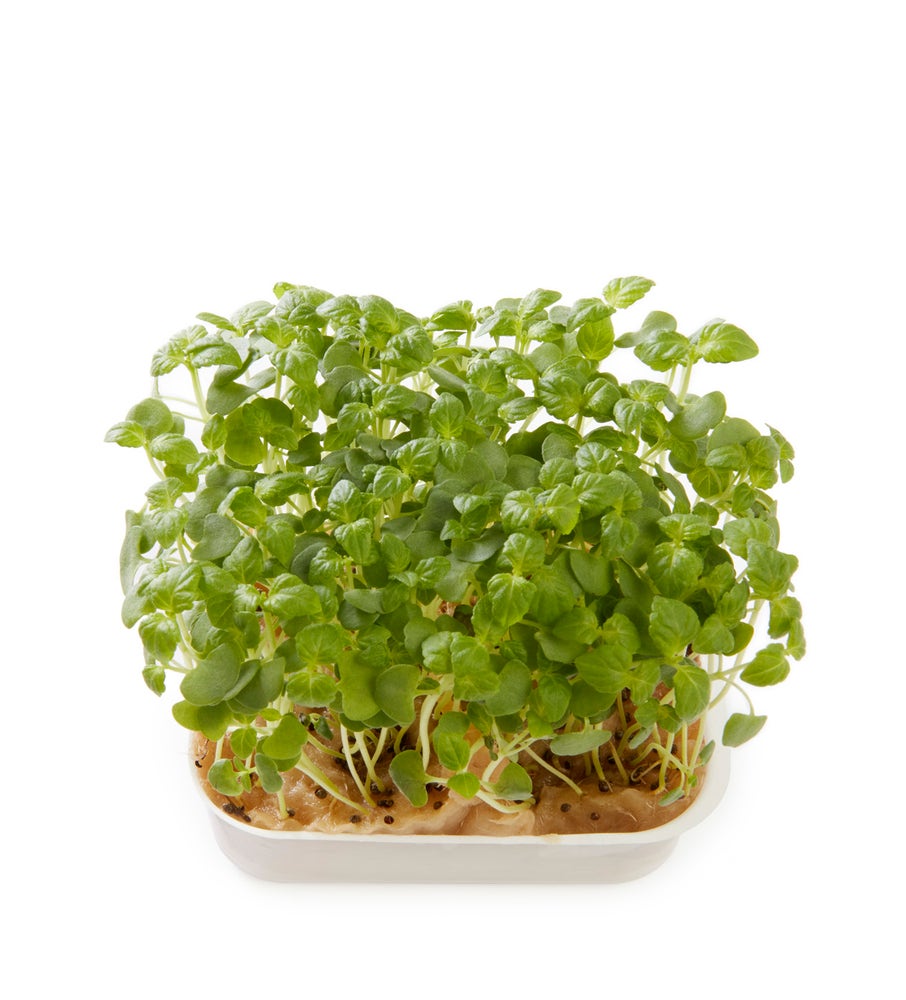 Karse Shiso grønn Perilla