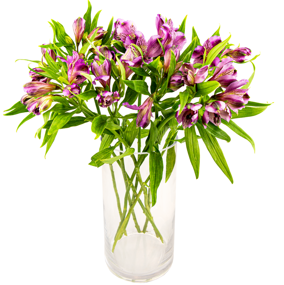 FreshFlowers Inkalilje lilla 45cm