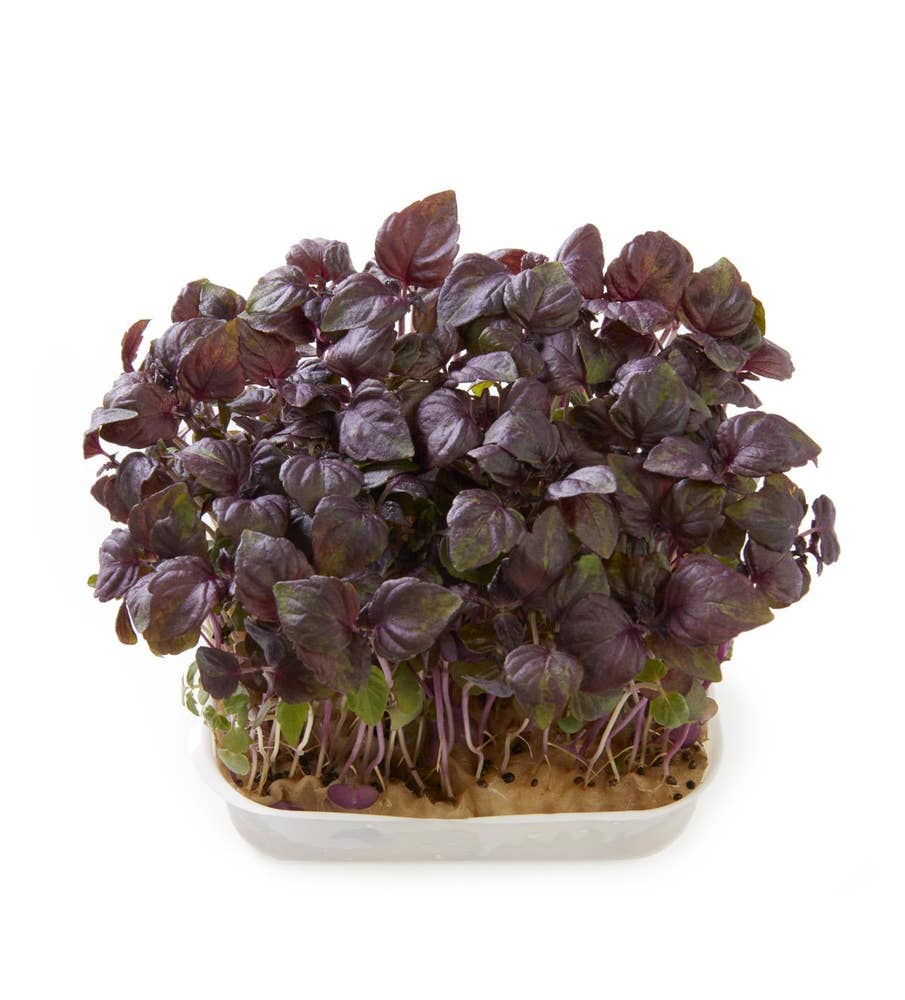 Karse Shiso lilla Perilla