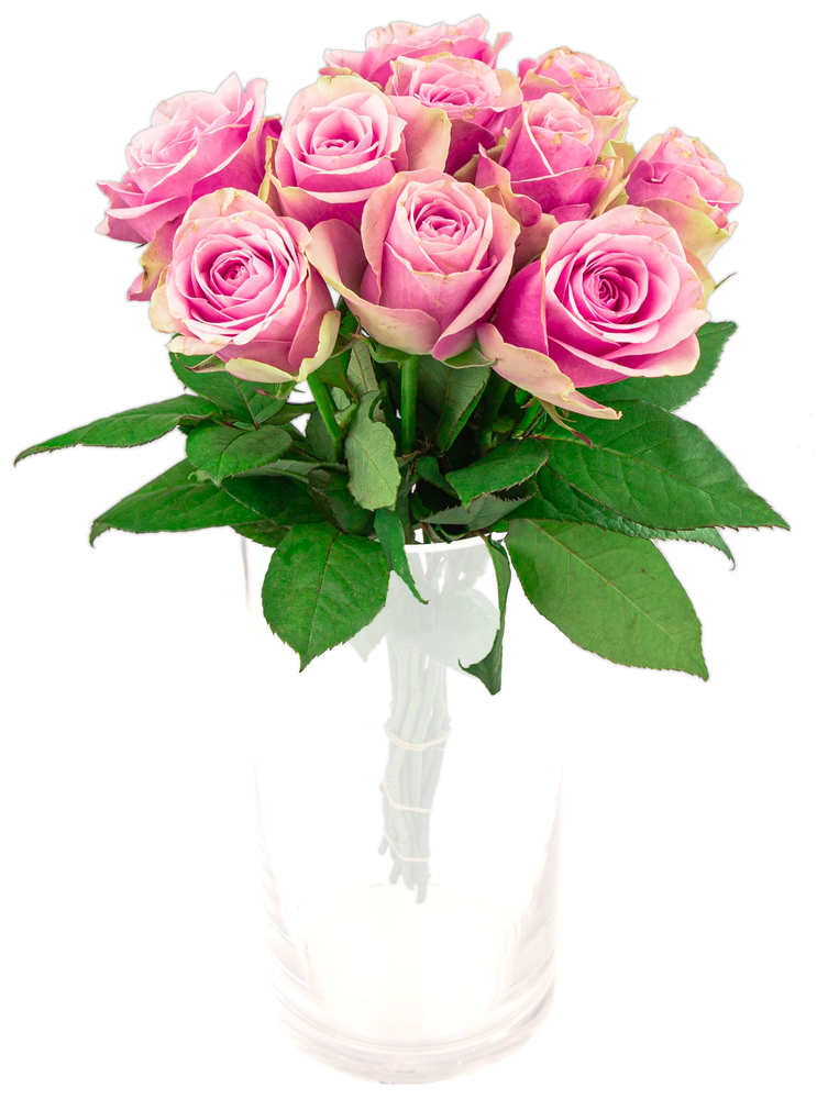 FreshFlowers Roser Belle Rose 50 cm