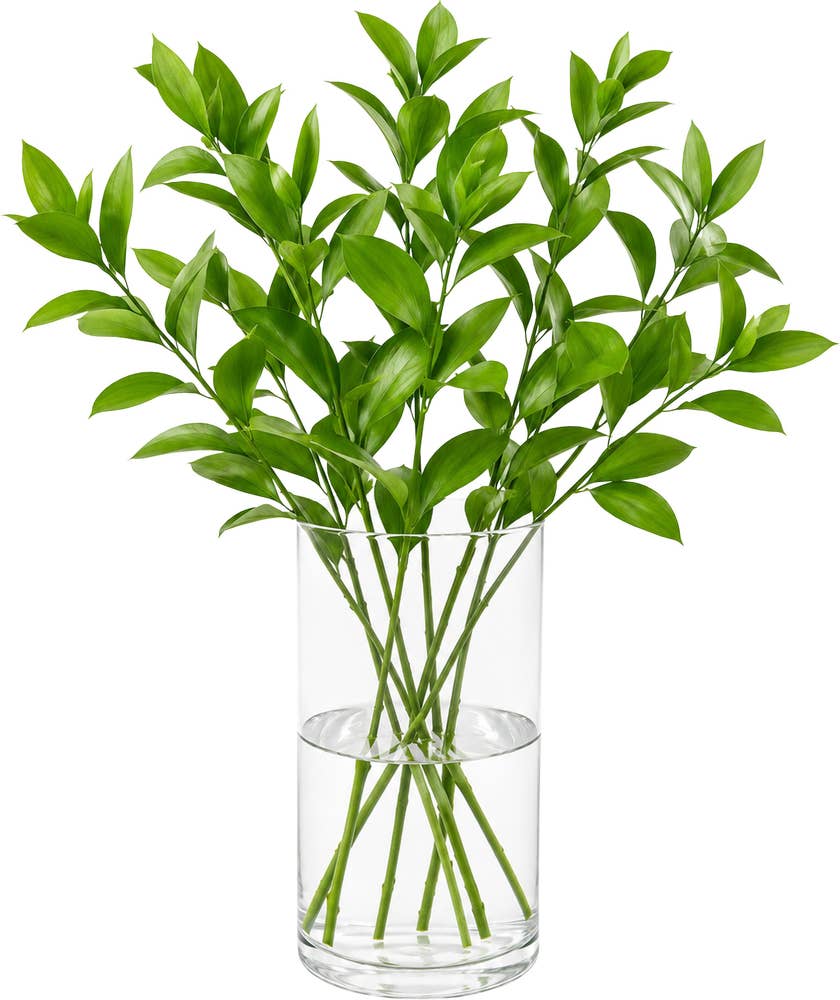 MIMEA Ruscus 50cm