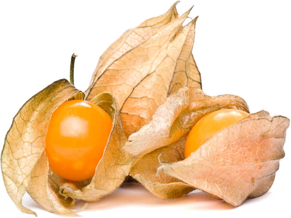 Physalis Kurv Colombia