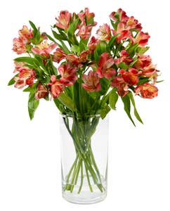 FreshFlowers Inkalilje rød 45cm