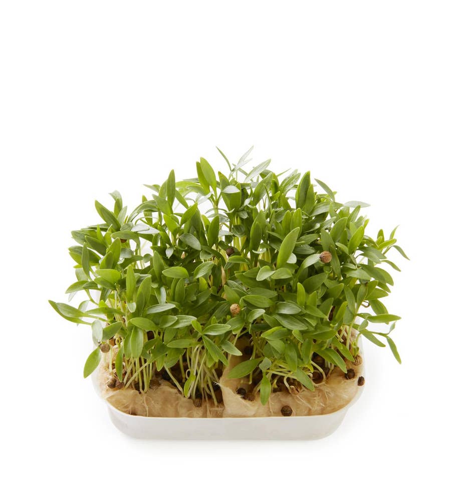Karse Ghoa Cress Coriandrum