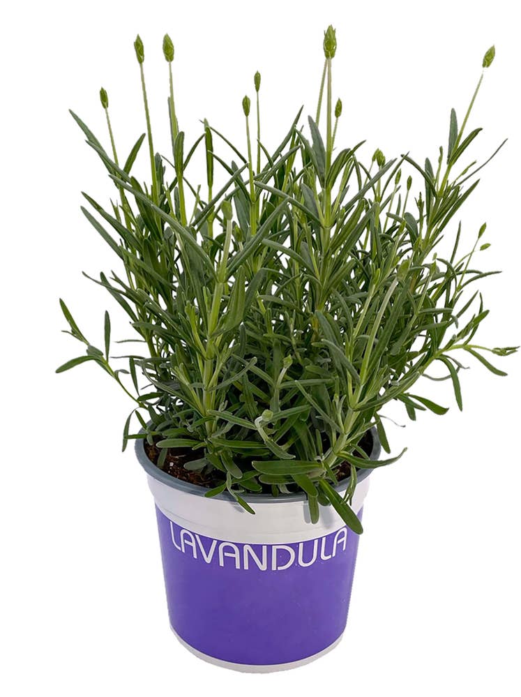 FreshFlowers Lavendel Lilla 35cm