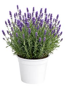 FreshFlowers Lavendel Lilla 35cm