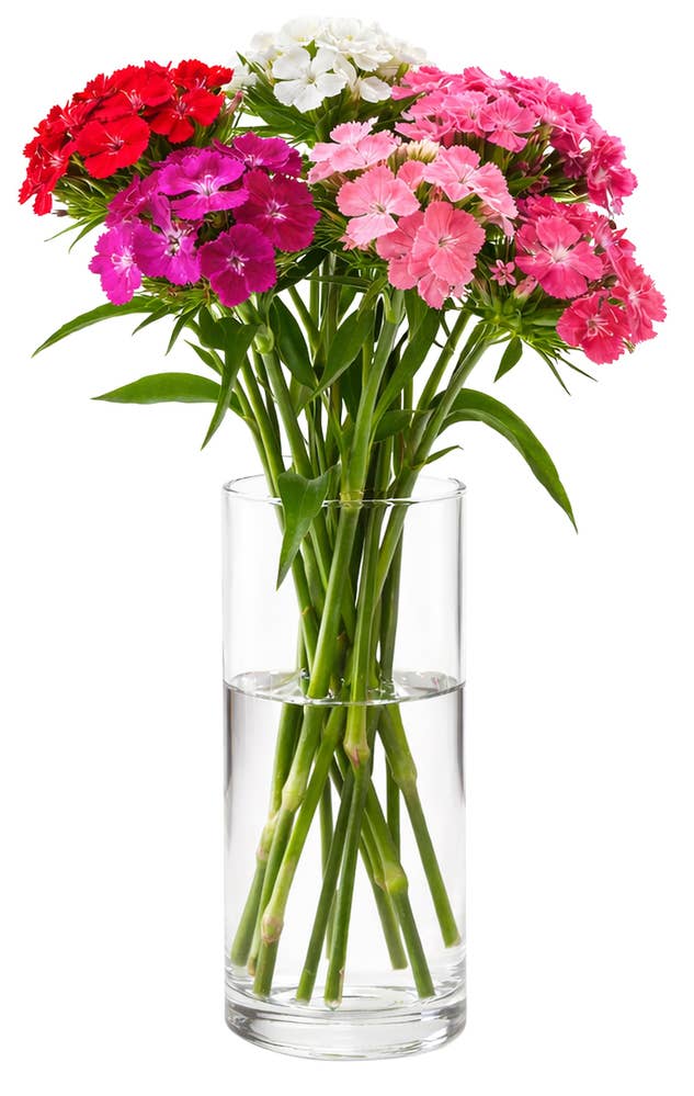 MIMEA Nellik Barbathus fargemiks, 5 stilker