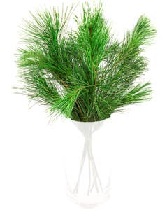 FreshFlowers Furu 50cm