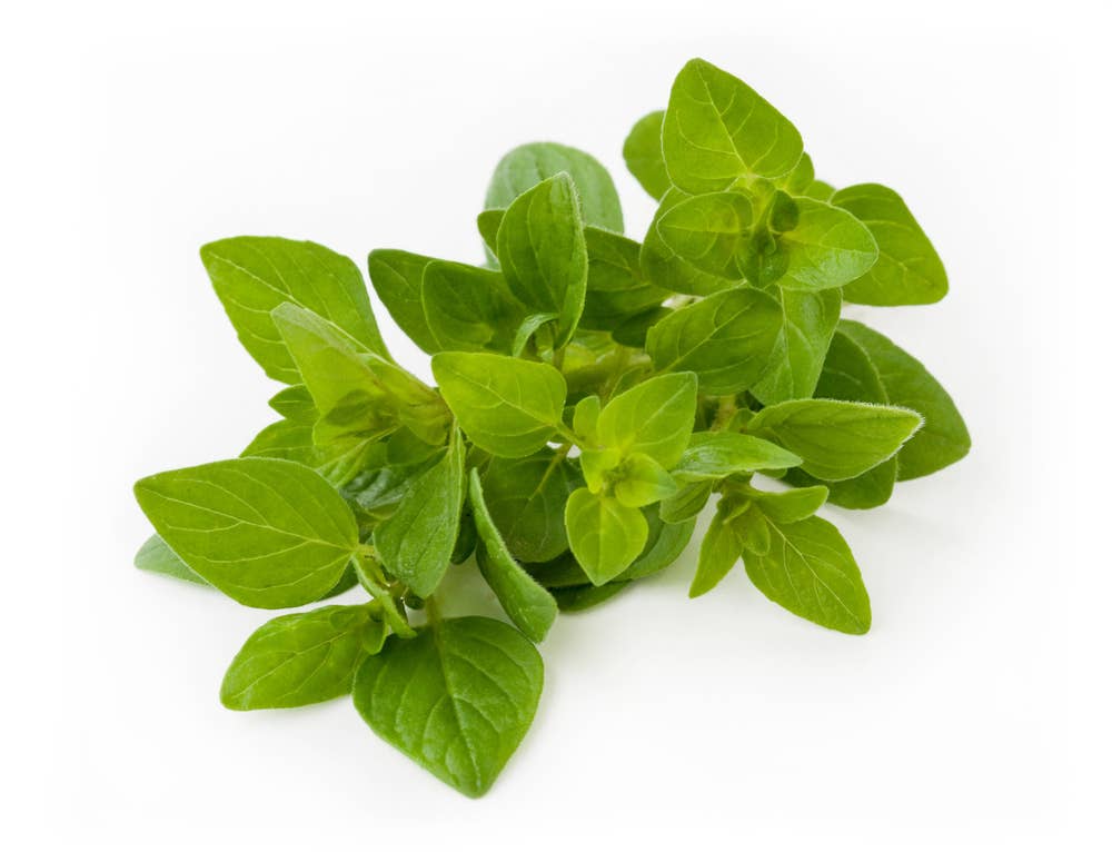 Fersk Oregano i Pose, Etiopia/ Kenya