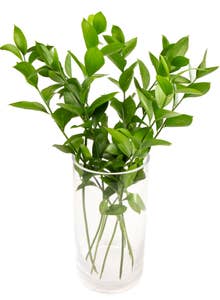 FreshFlowers Ruscus 50cm