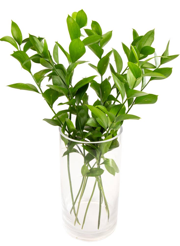 FreshFlowers Ruscus 50cm