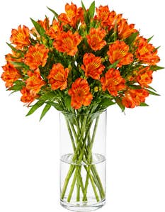 Inkalilje oransje
