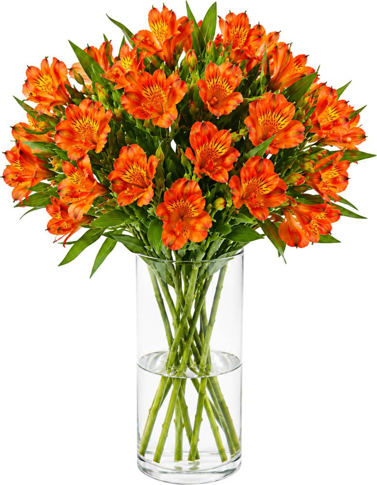 MIMEA Inkalilje oransje 50cm