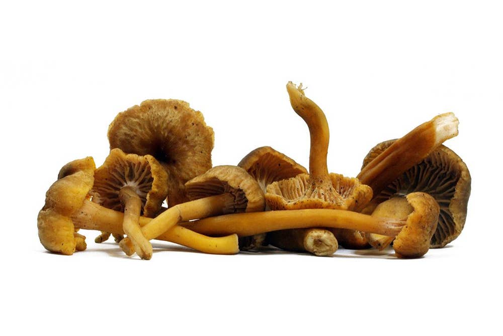 Traktkantareller Fra Sverige