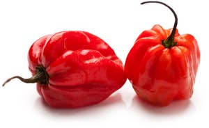 Habanero Rød Marocco/ Nederland