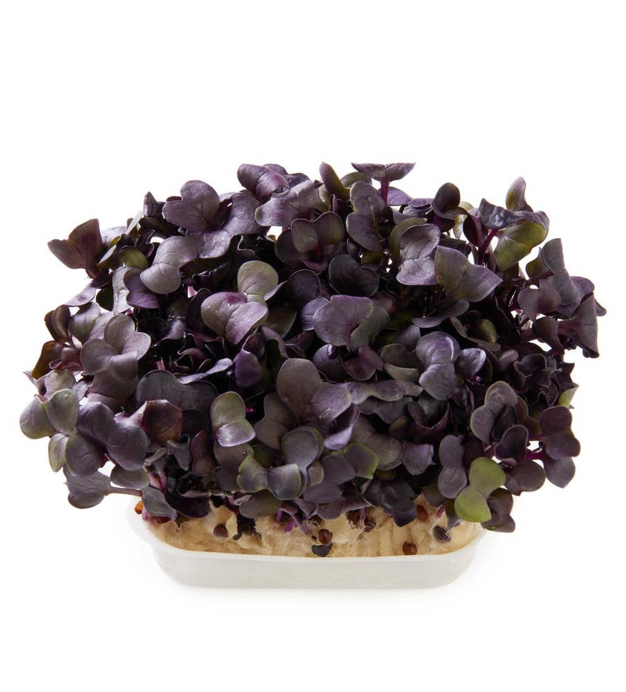 Karse Sakura Cress Raphanus