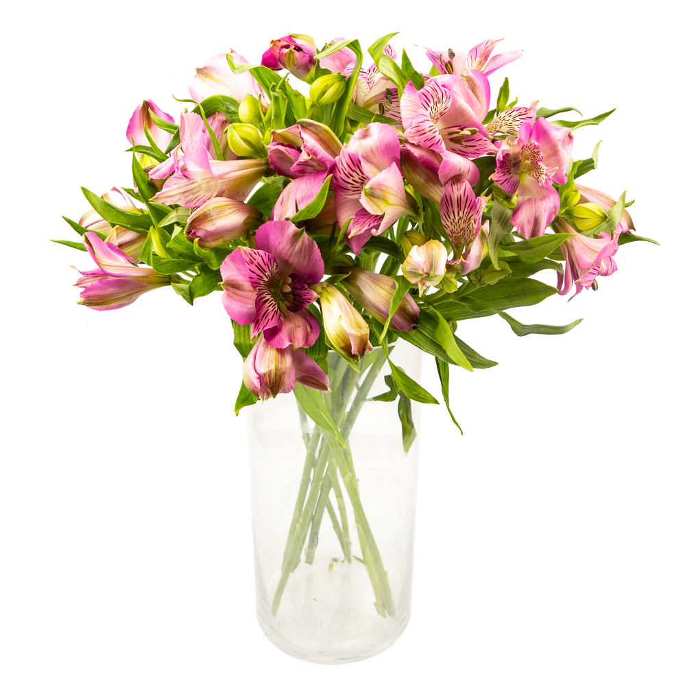 FreshFlowers Inkalilje rosa 45cm