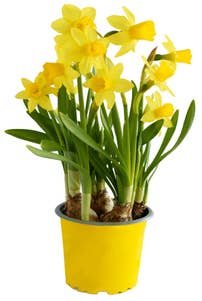 MIMEA Påskeliljer Narciss 'tete a tete' 12cm