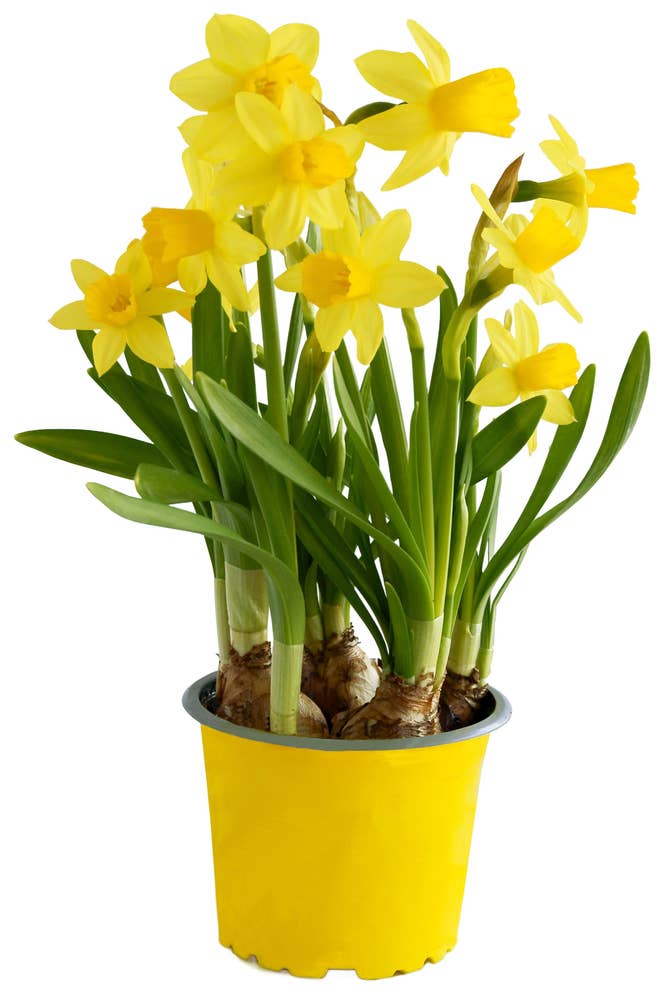 MIMEA Påskeliljer Narciss 'tete a tete' 12cm