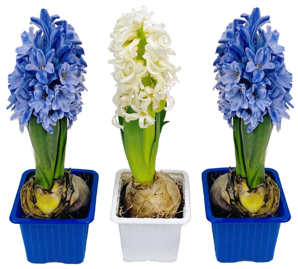 MIMEA Svibel Miksfarger