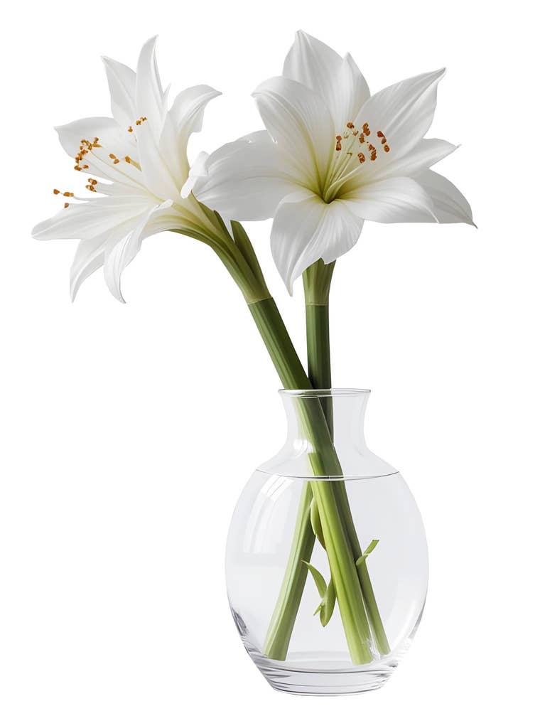 MIMEA Amaryllis 2pk Avskåret