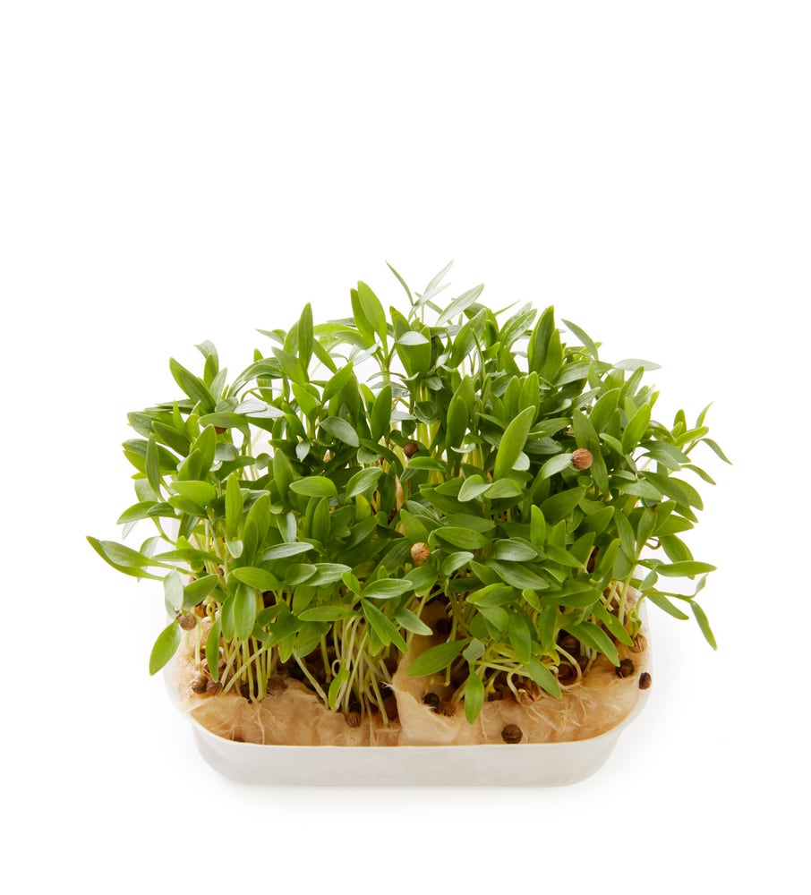 Karse Ghoa Cress Coriandrum