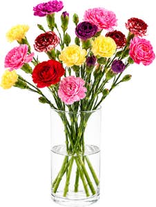 MIMEA Grennellik fargemix Ca 30 blomster og 8 stilker