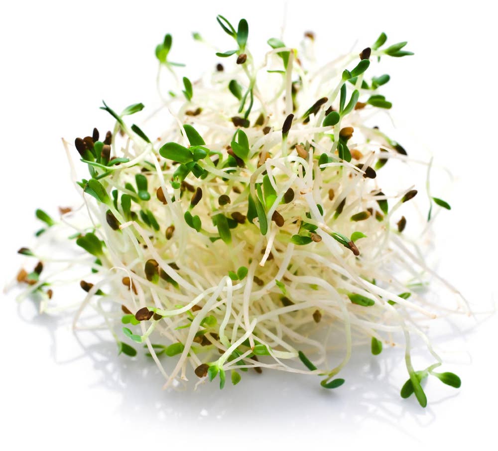 Økologiske Alfalfaspirer Norge