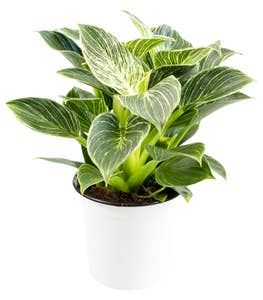 Philodendron, birkin 35cm