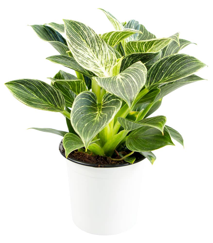 Philodendron, birkin 35cm