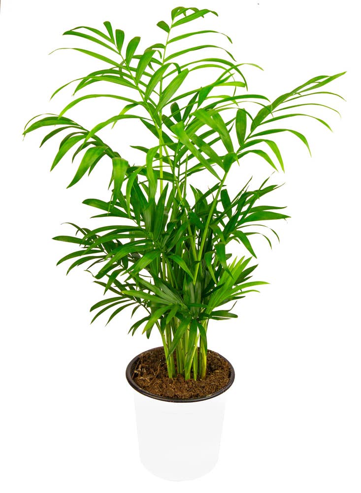 Dvergfjærpalme Chamaedorea 40 cm