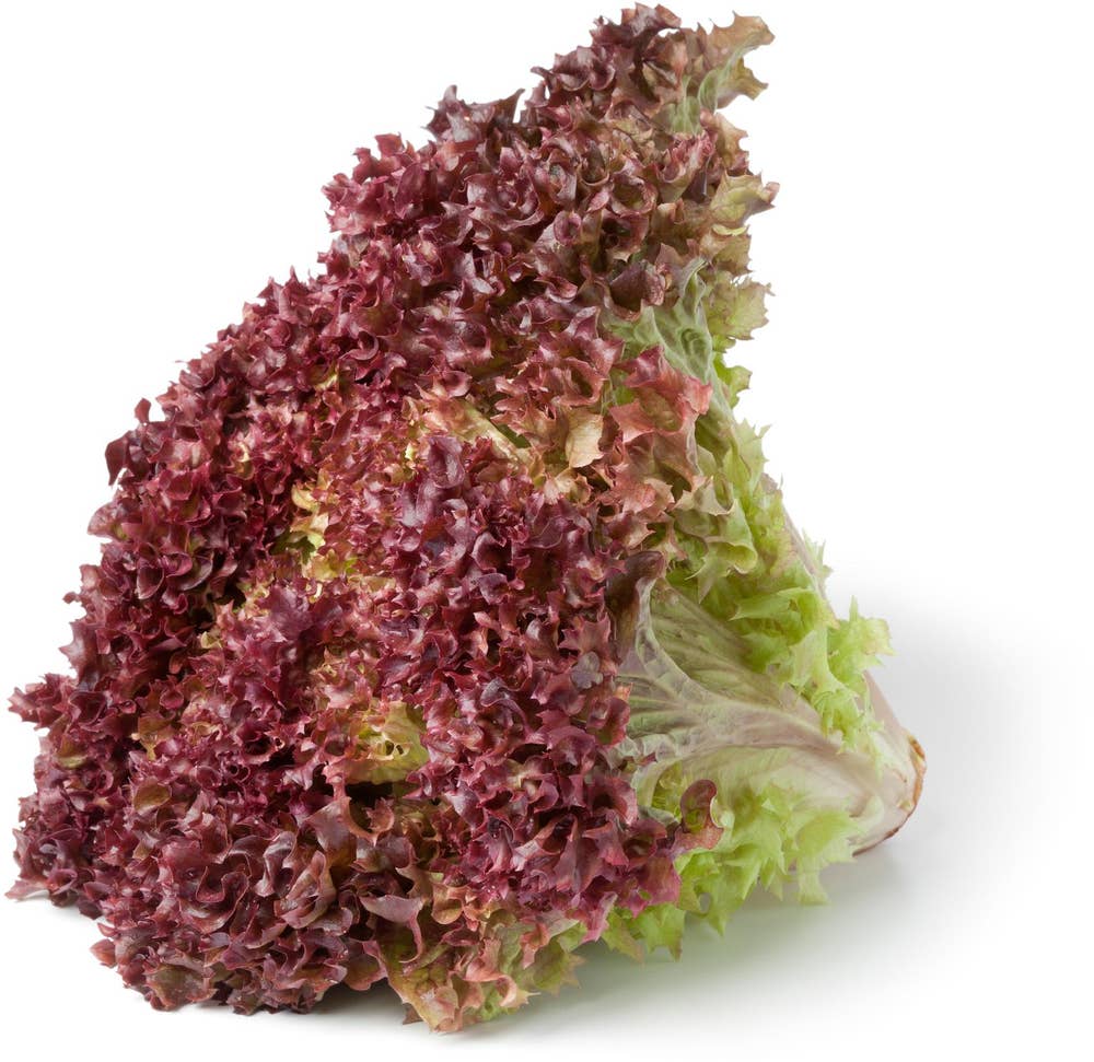 Lollosalat Rød Norge