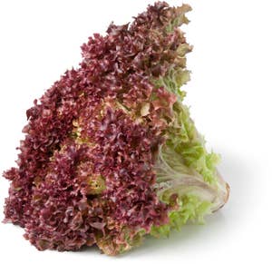 Lollosalat Rød Norge