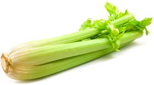 Økologisk Stangselleri Nederland / Spania