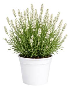 FreshFlowers Lavendel Hvit 35cm