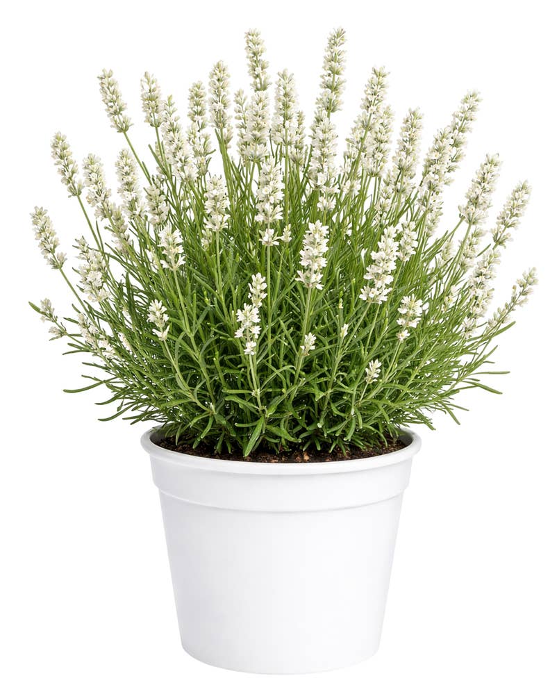 FreshFlowers Lavendel Hvit 35cm