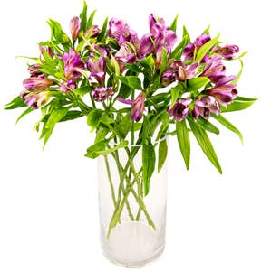 FreshFlowers Inkalilje lilla 45cm