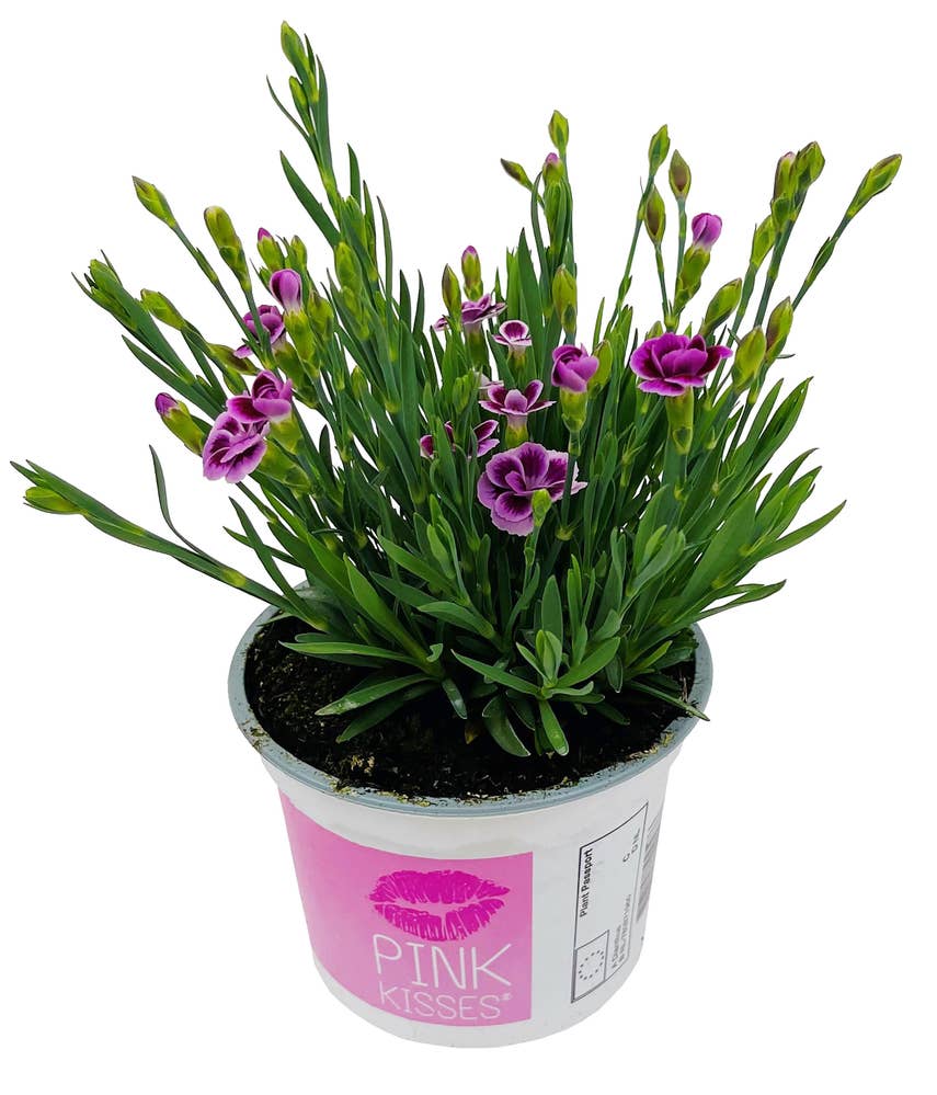 FreshFlowers Dianthus Pink Kisses 20 cm