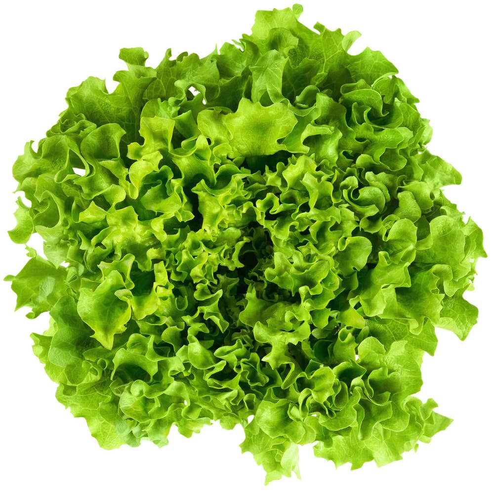 Batavia Grønn Norge