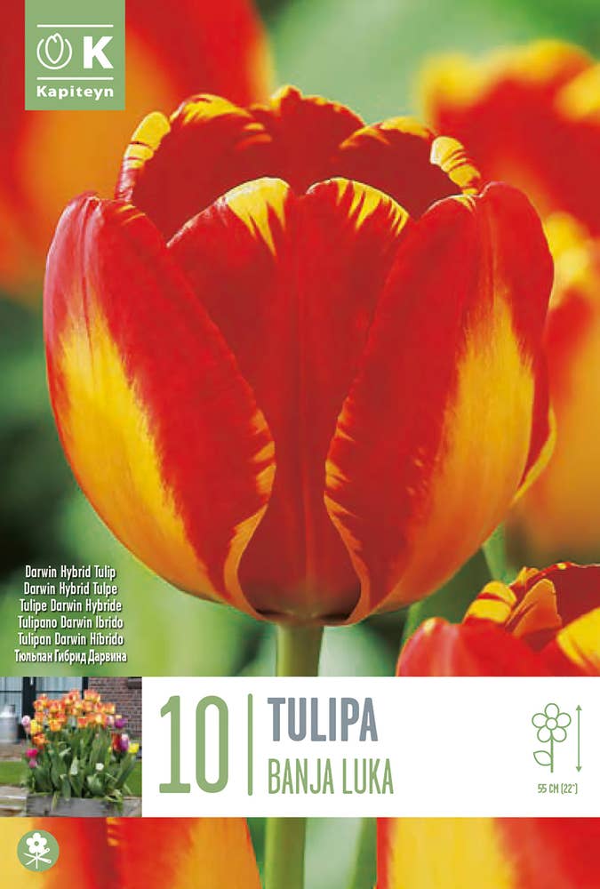 MIMEA Blomsterløk Tulipan Banja Luka 10 Løk, Kapiteyn