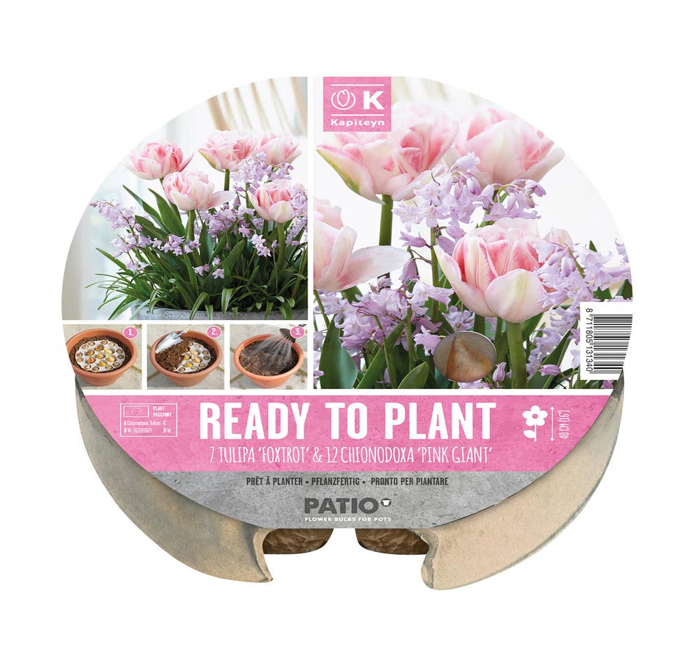 MIMEA Blomsterløk Tulipan & Snøstjerne