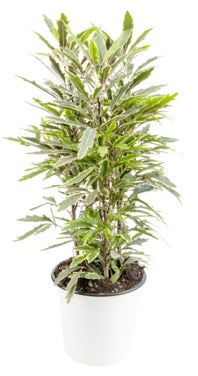 FreshFlowers Schefflera 40cm