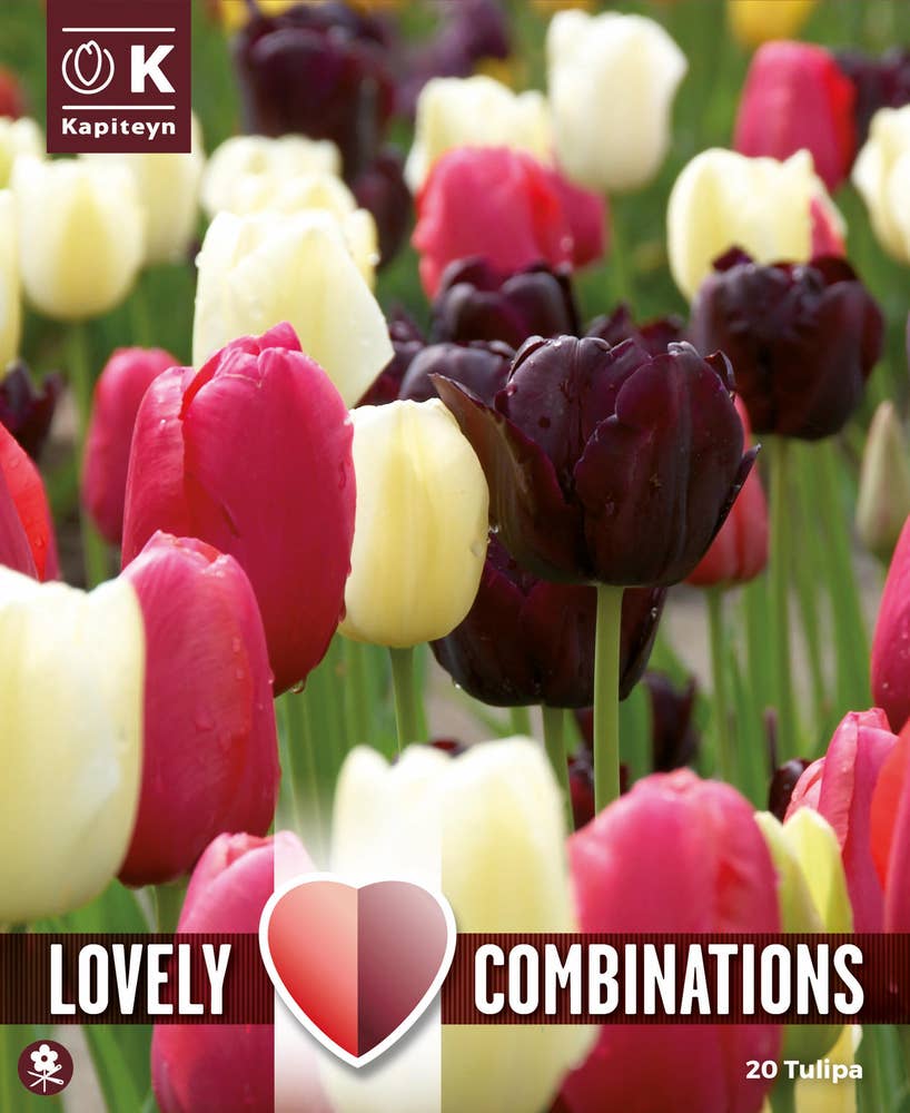 MIMEA Blomsterløk Tulipanmiks Svart, Hvit & Lilla