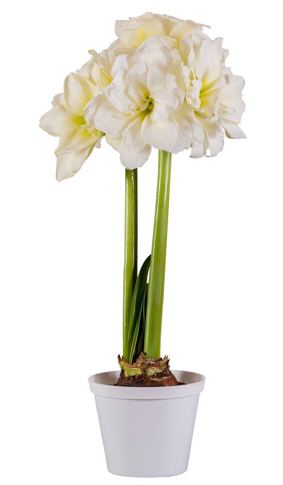 MIMEA Amaryllis i potte Hvit, 12cm