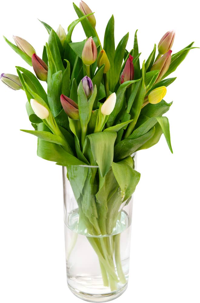 FreshFlowers Tulipaner Miks
