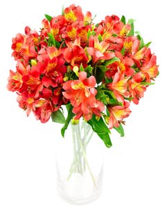 FreshFlowers Inkalilje rød 45cm