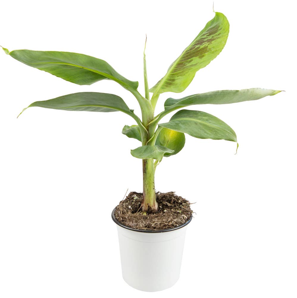 Musa Tropicana, bananpalme 35cm