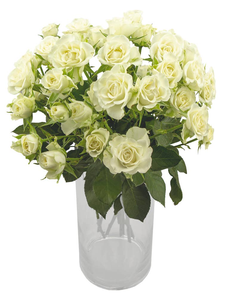 MIMEA Grenroser 50 cm